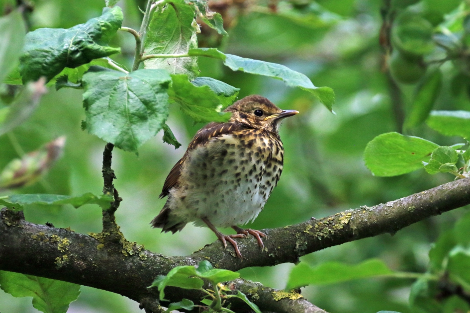 Jonge zanglijster (1) - Vogels - 