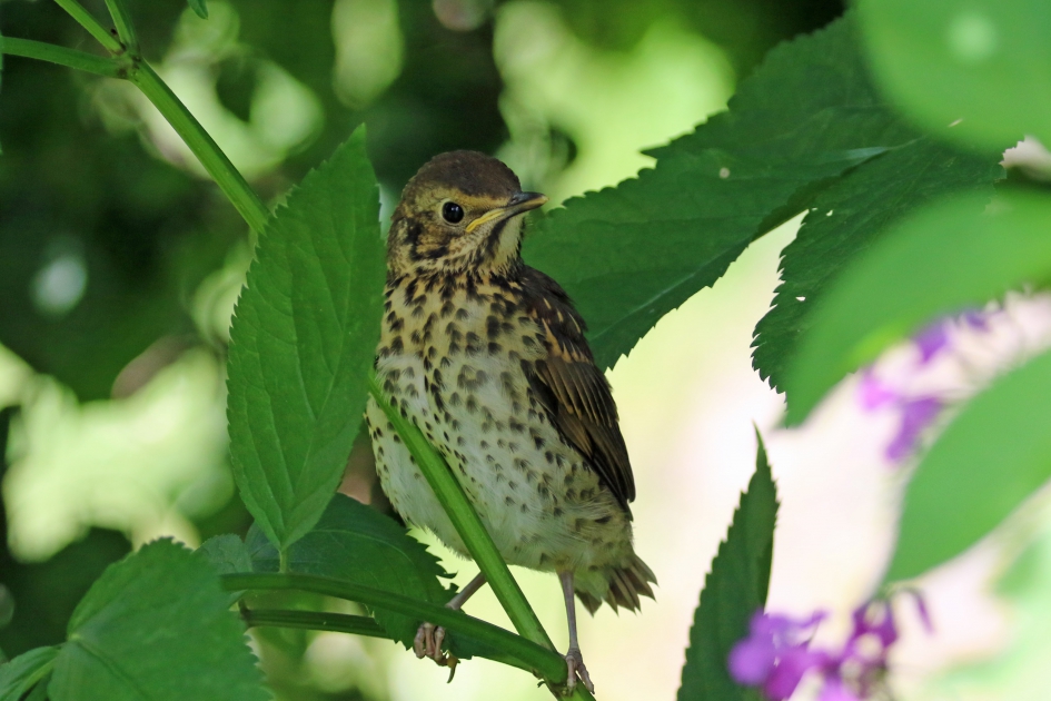 Jonge zanglijster (2) - Vogels - 