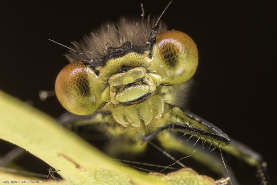 Juffer - Geleedpotigen - Juffer