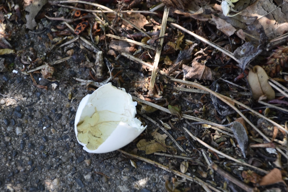 Kapot of leeg - Vogels - 