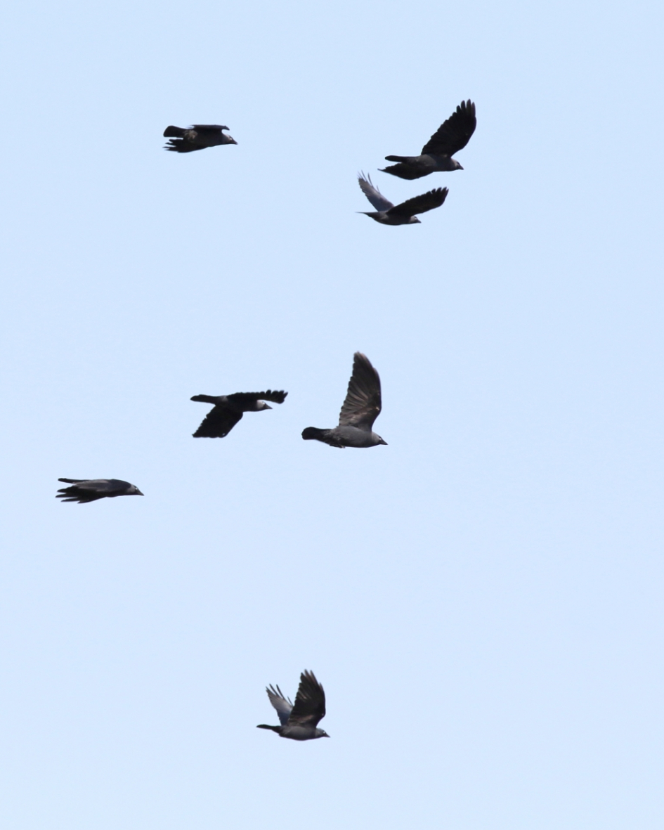 kauwen - Vogels - kauw