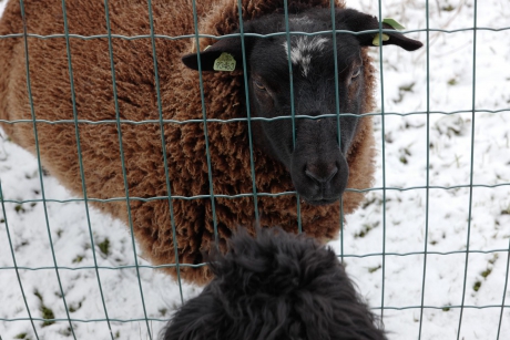 kennismaking schaap en mijn hondje