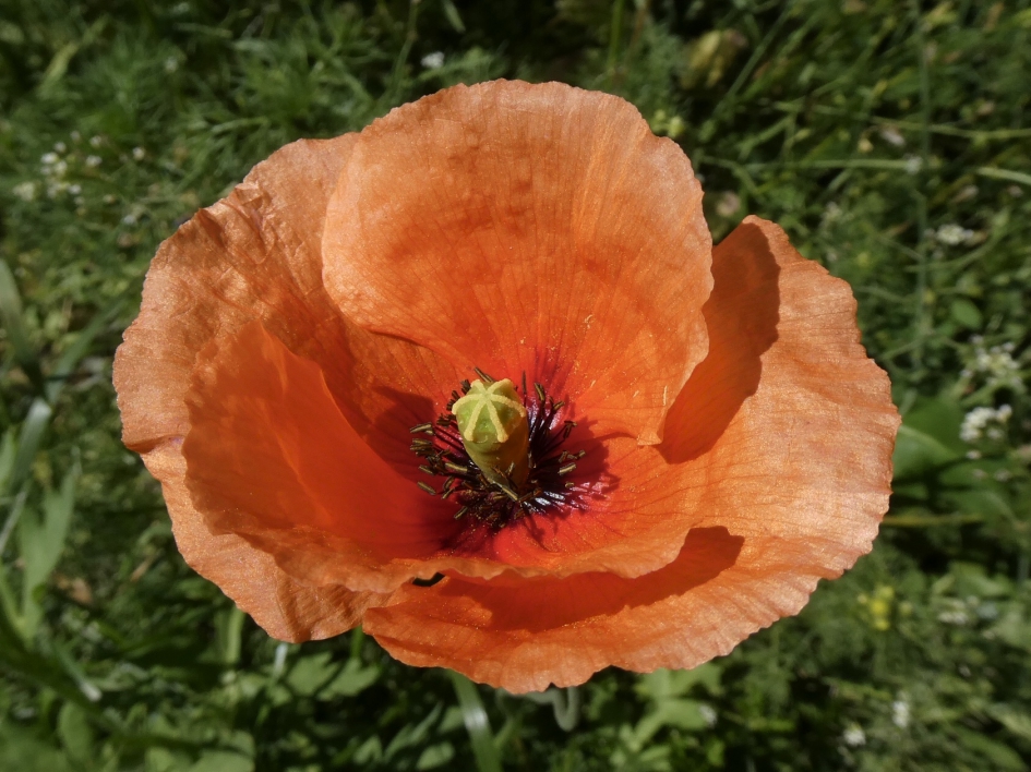 Klaproos - Planten - 