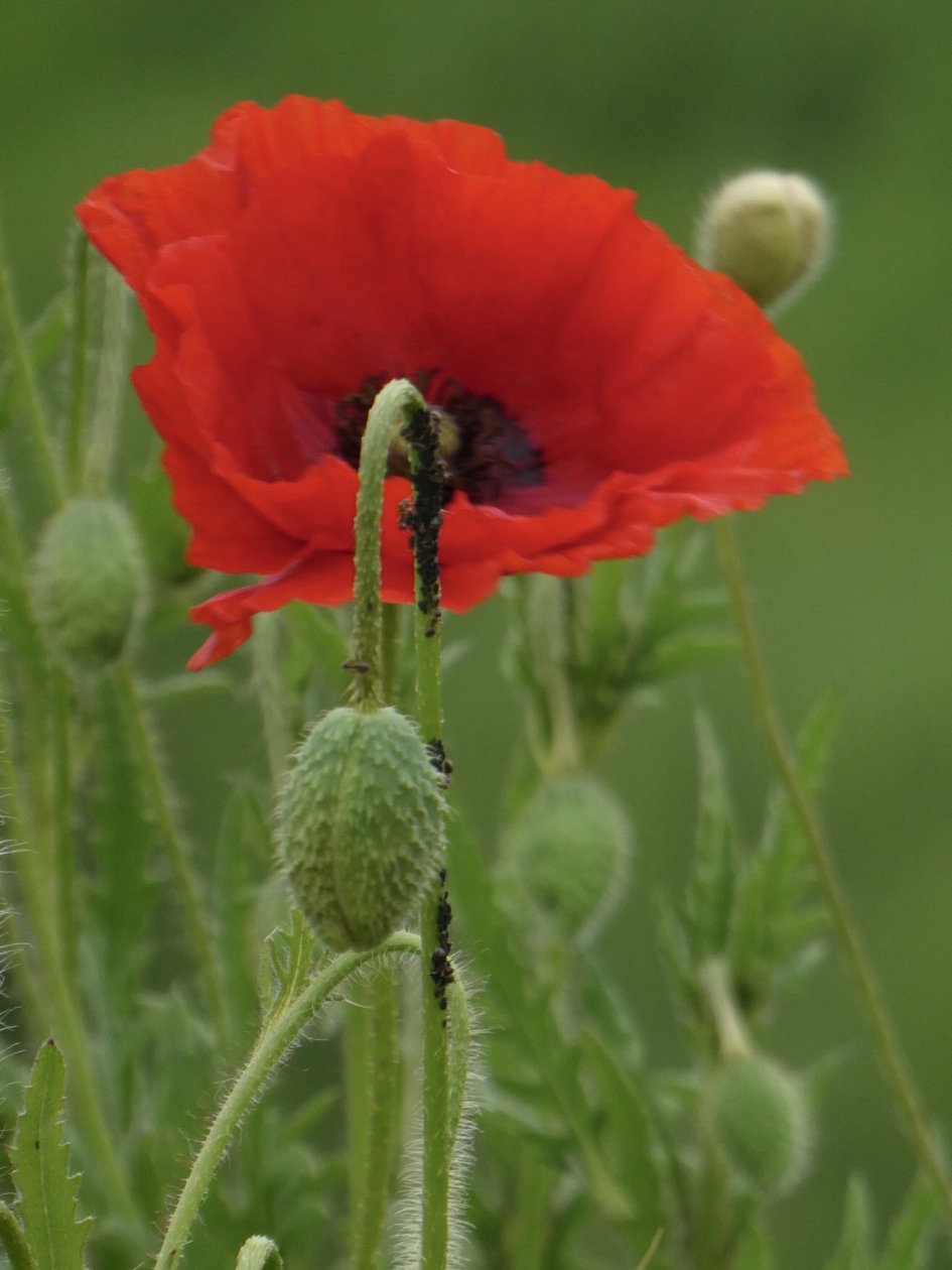 Klaproos - Planten - 