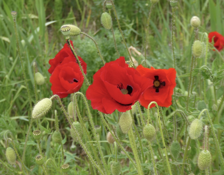 Klaprozen - Planten - 