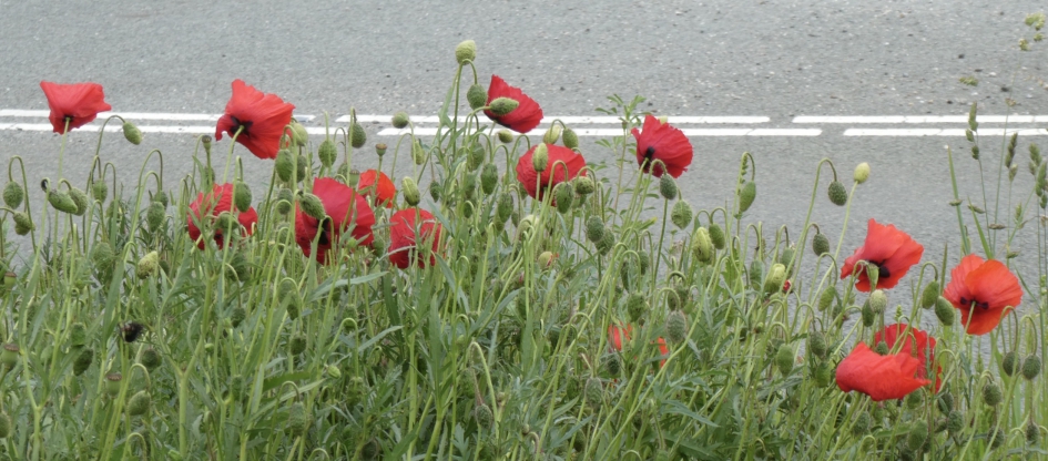 Klaprozen langs de weg - Planten - 