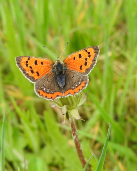 Klein maar fel aanwezig