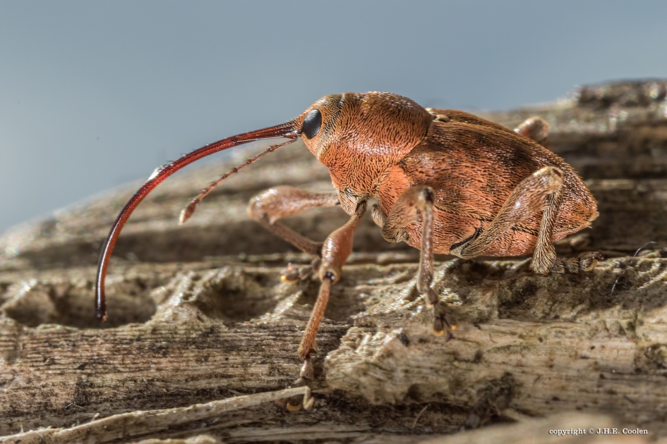 Kleine eikelboorsnuitkever - Geleedpotigen - Kleine eikelboorsnuitkever