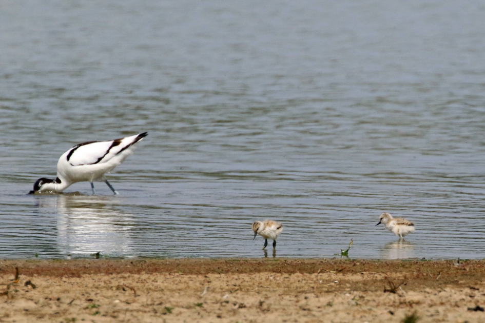 Kleine kluutjes - Vogels - 