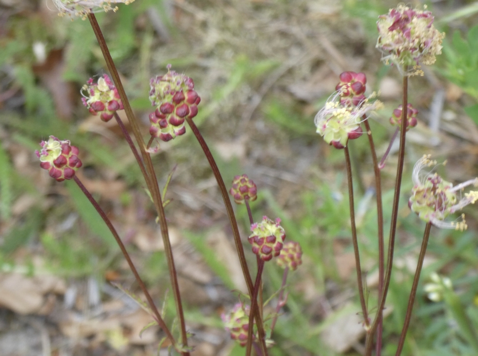 Kleine pimpernel - Planten - 
