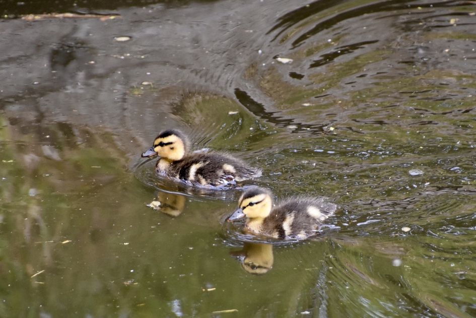 Kleine pulletjes - Vogels - 