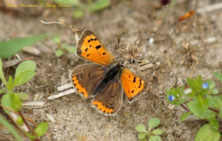 kleine vuurvlinder - Geleedpotigen - kleine vuurvlinder