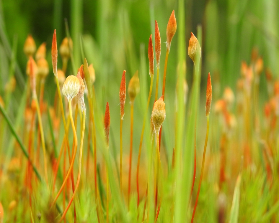 Kleurnuance in het landschap - Planten - (Echt)zandhaarmos