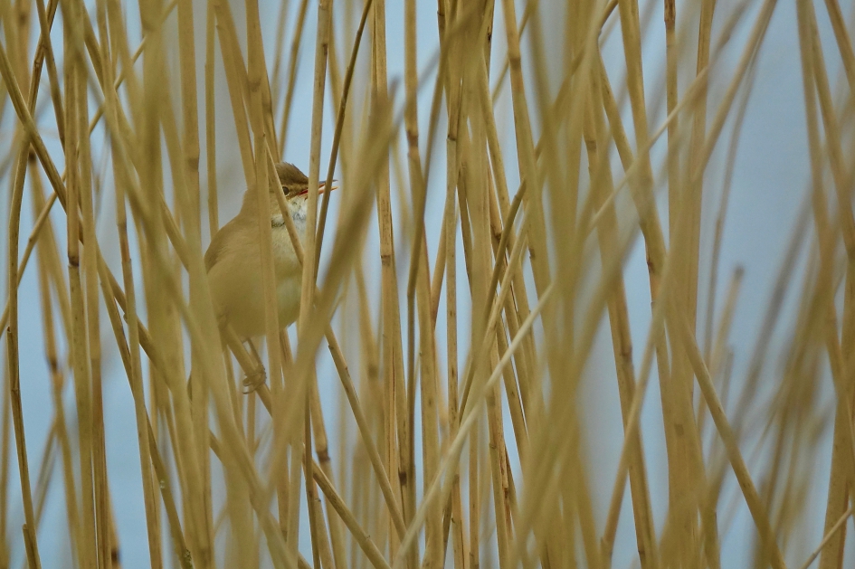 Knerpend riet - Vogels - Kleine Karekiet
