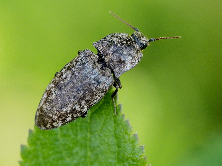 Knipoog - Geleedpotigen - Muisgrijze kniptor