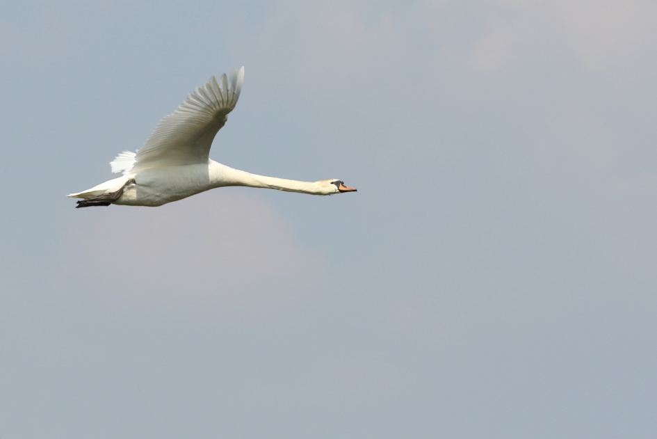 knobbelzwaan -v- - Vogels - knobbelzwaan