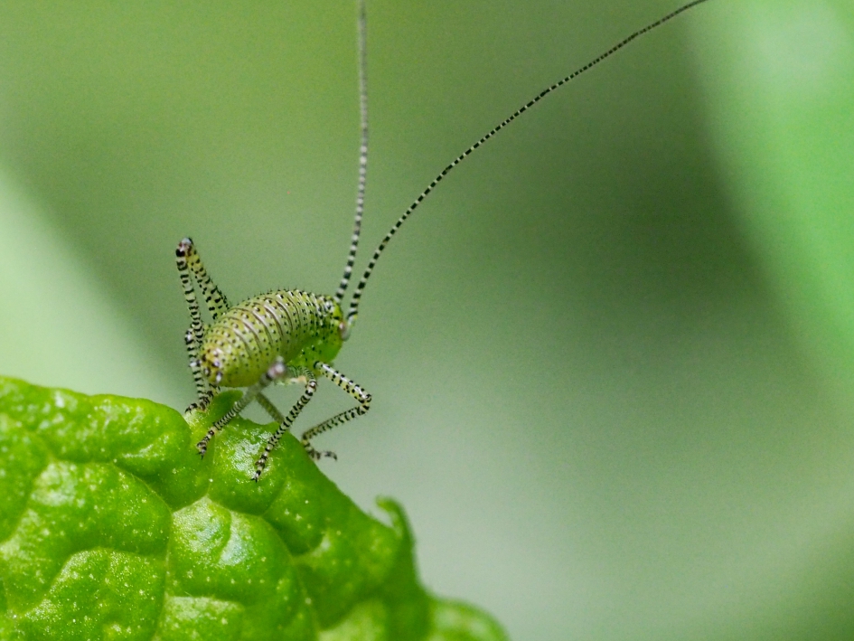 Koddig - Geleedpotigen - Struiksprinkhaan