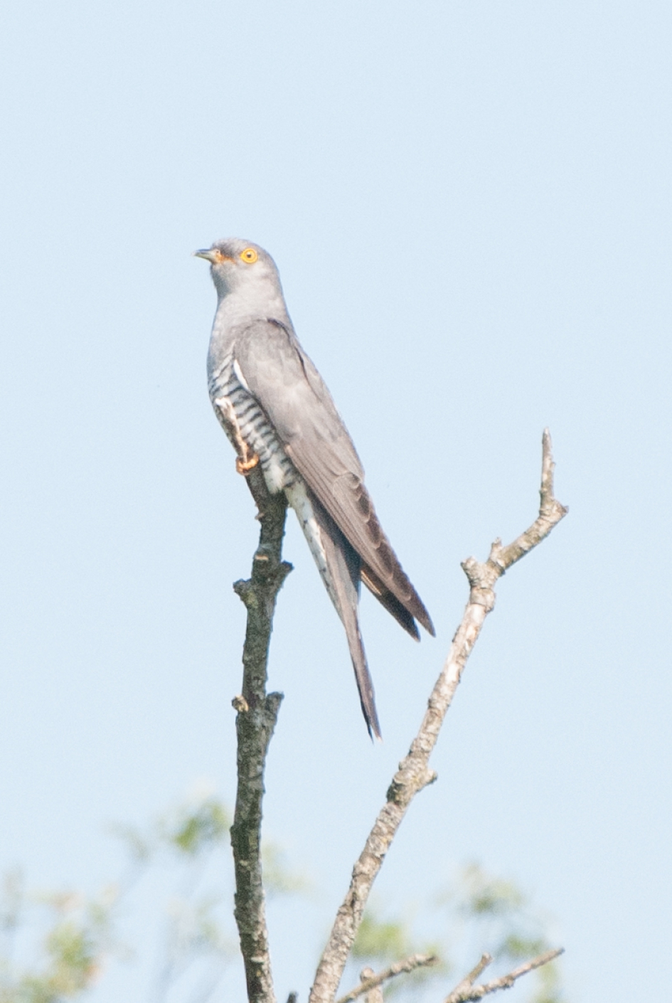 Koekoek - Vogels - Koekoek