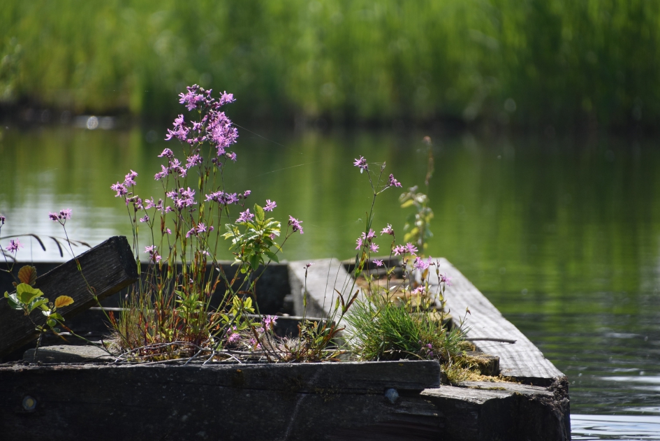 Koekoeksbloemen - Planten - 