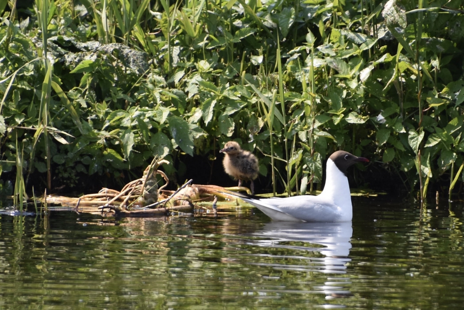 Kokmeeuw kuiken - Vogels - 