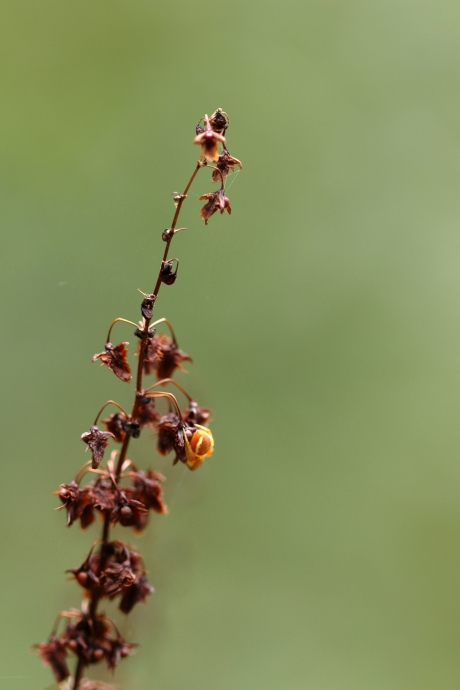 komkommerspin -nimf-