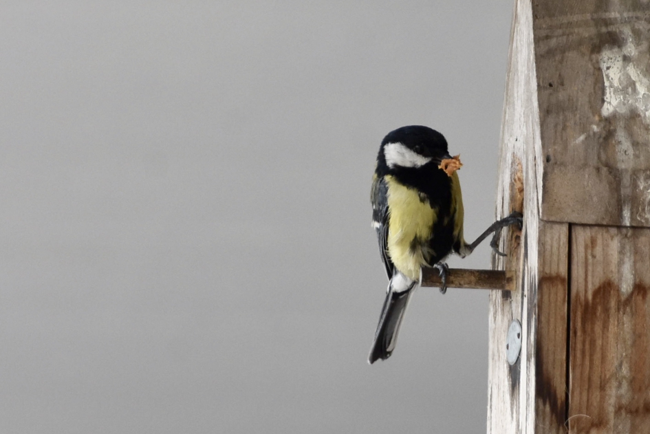 Koolmees met voer... - Vogels - 