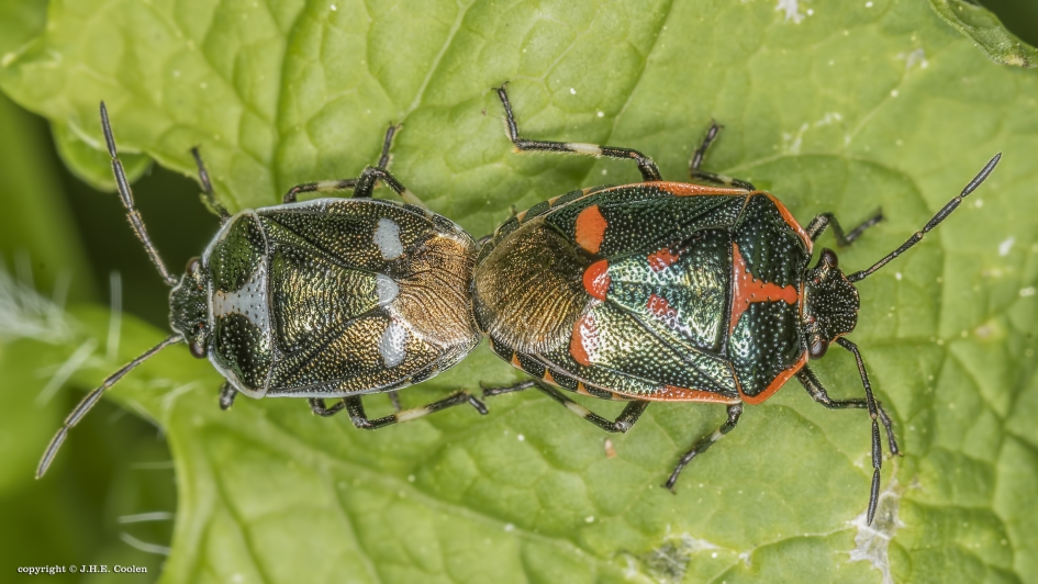 Koolwants (Eurydema oleracea) - Geleedpotigen - Koolwants