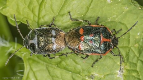 Koolwants (Eurydema oleracea)