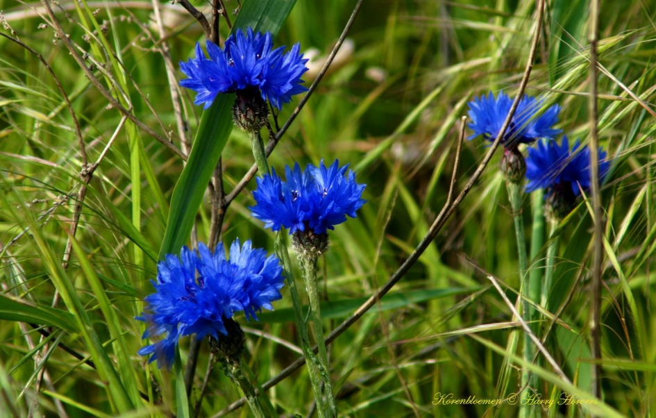 Korenbloemen - Planten - Korenbloemen