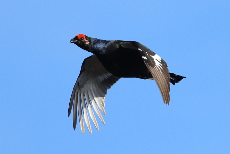 Korhoen (haan) - Vogels - Korhoen