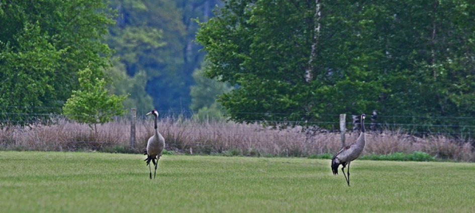 Kraanvogels - Vogels - 