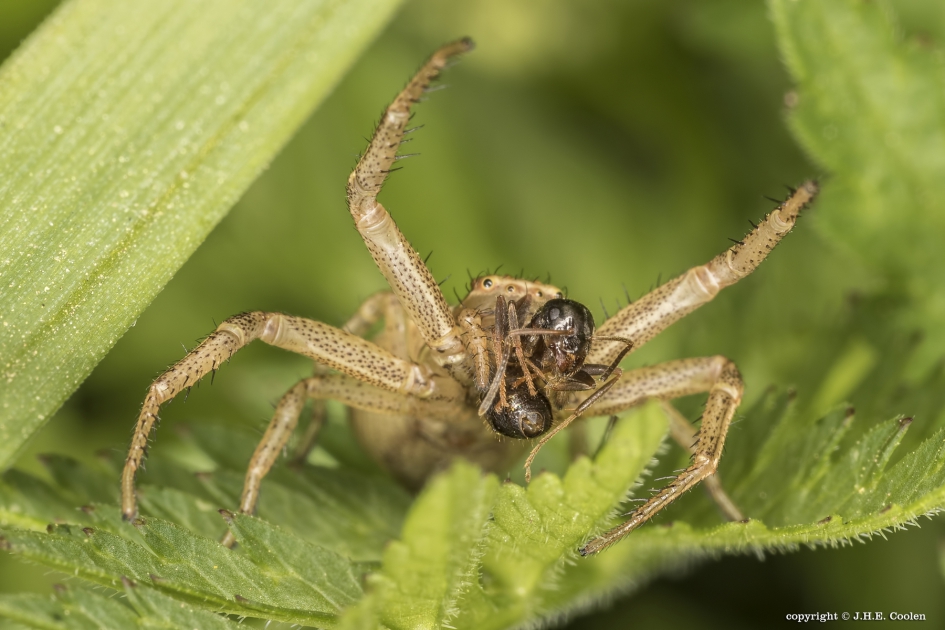 Krabspin met mier - Geleedpotigen - krabspin/mier