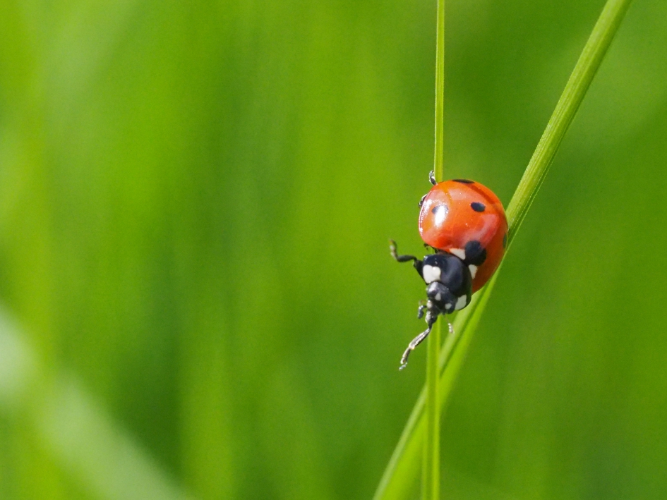 Kruispunt - Geleedpotigen - Lieveheersbeestje, zevenstippelig