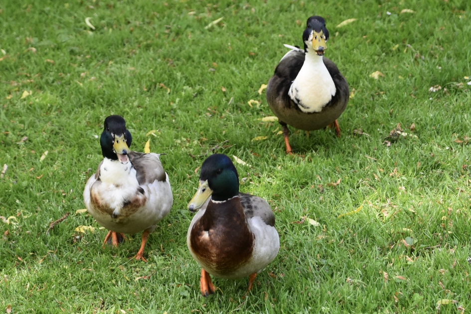 Kwakende eenden - Vogels - 