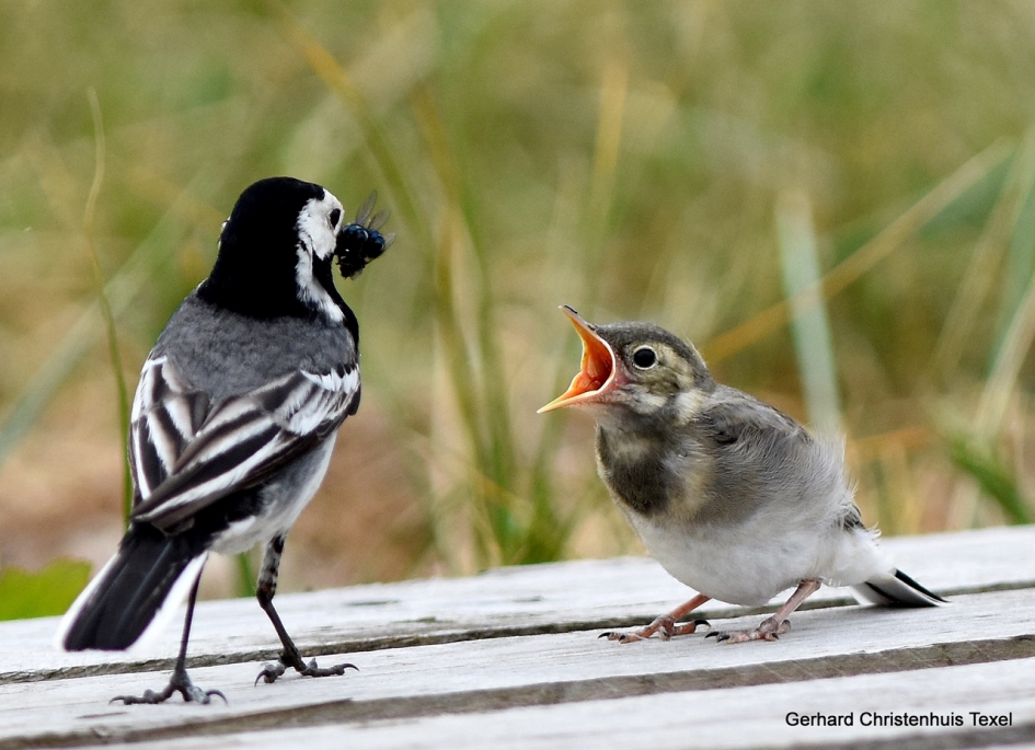 Kwikstaart  voert  Jonkie - Vogels - Kwikstaart