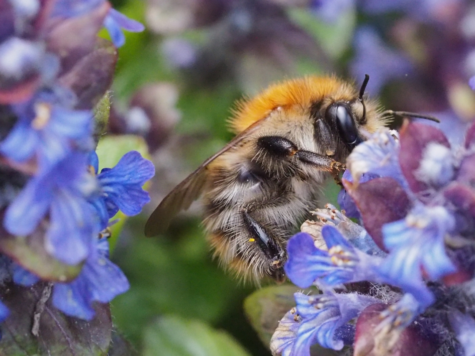 Laag bij de grond - Geleedpotigen - Vermoed weidehommel