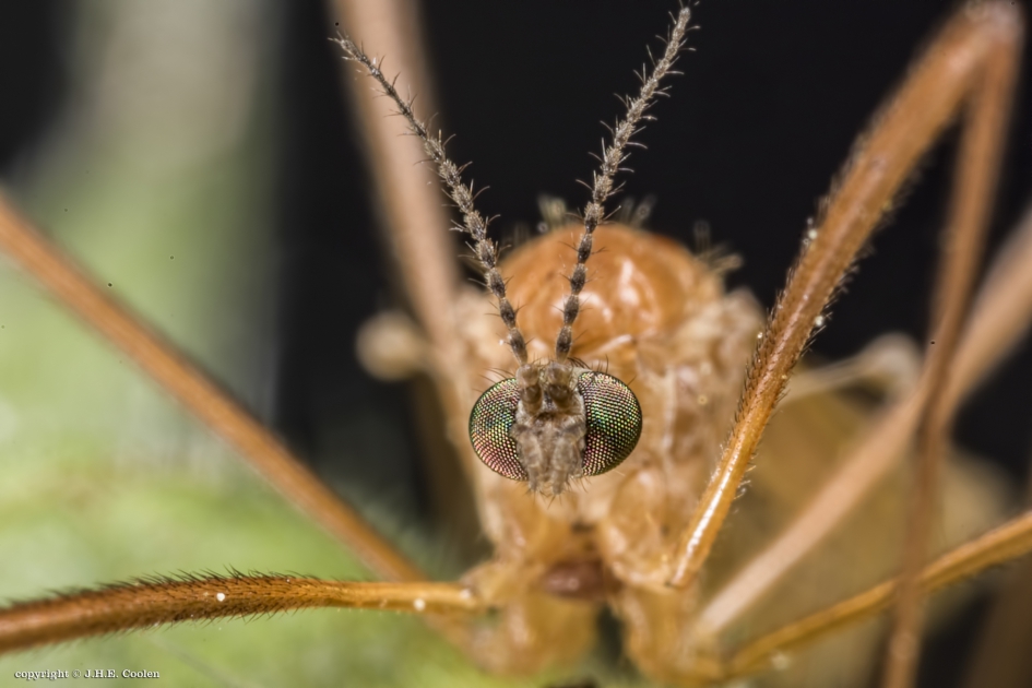 Langpootmug - Geleedpotigen - Langpootmug
