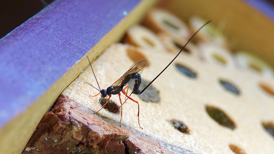 Legboor in actie - Geleedpotigen - Sluipwesp