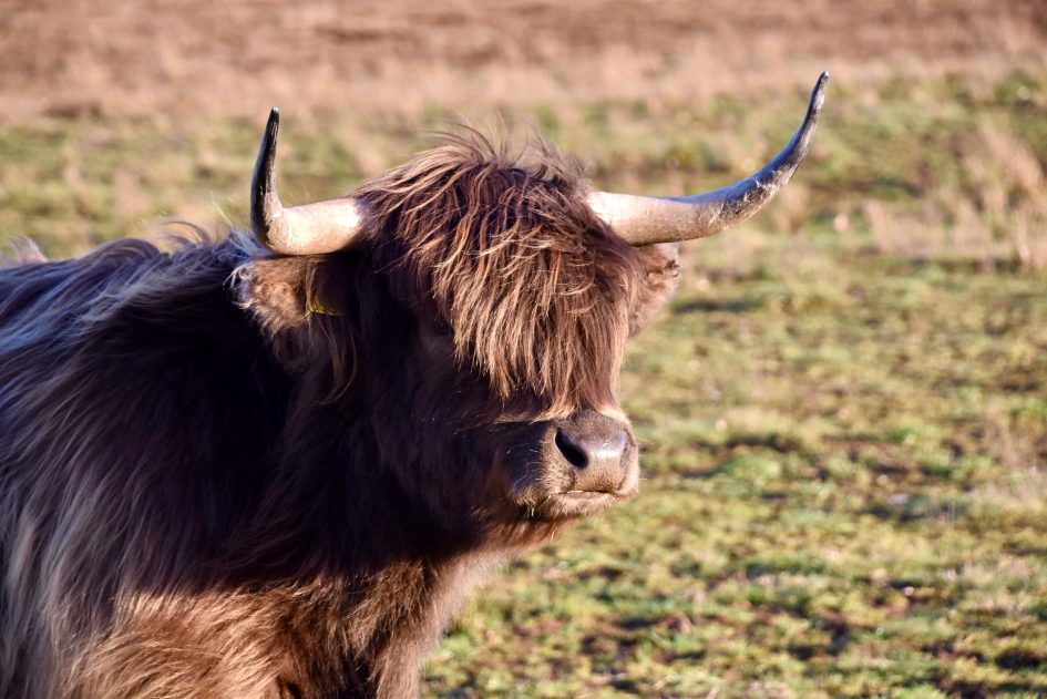 Lekker harig - Zoogdieren - 