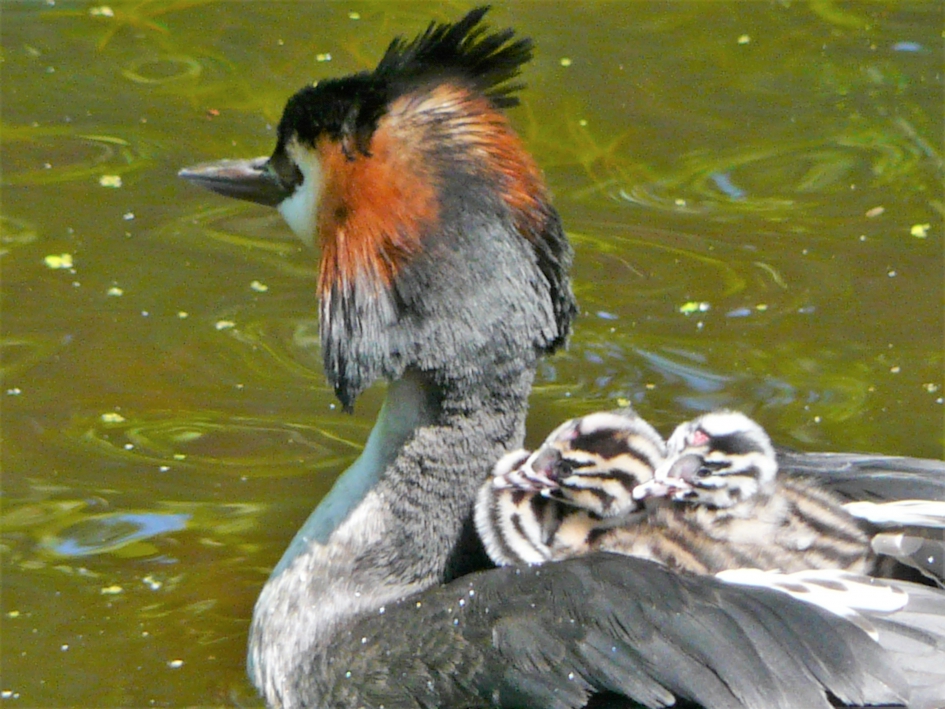 Lekker op moeders rug. - Vogels - Fuut