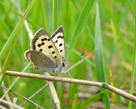 Leucistische vuurvlinder