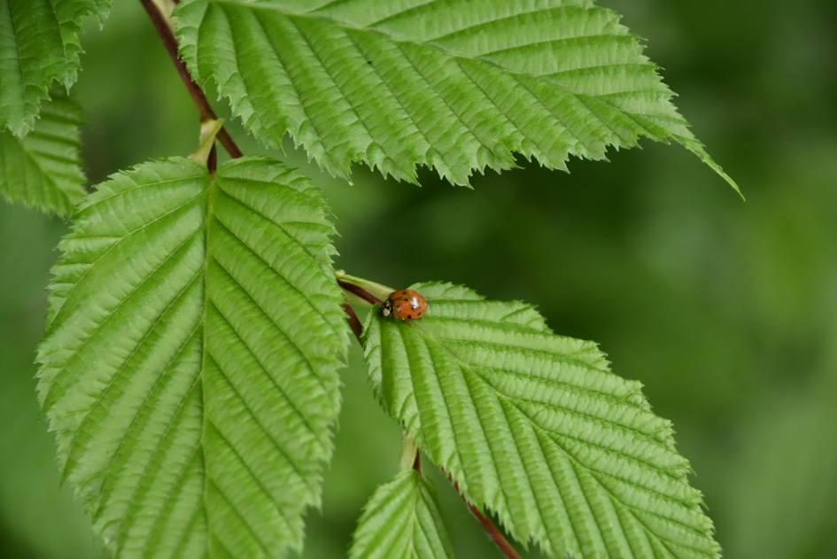 LHB’tje - Geleedpotigen - 