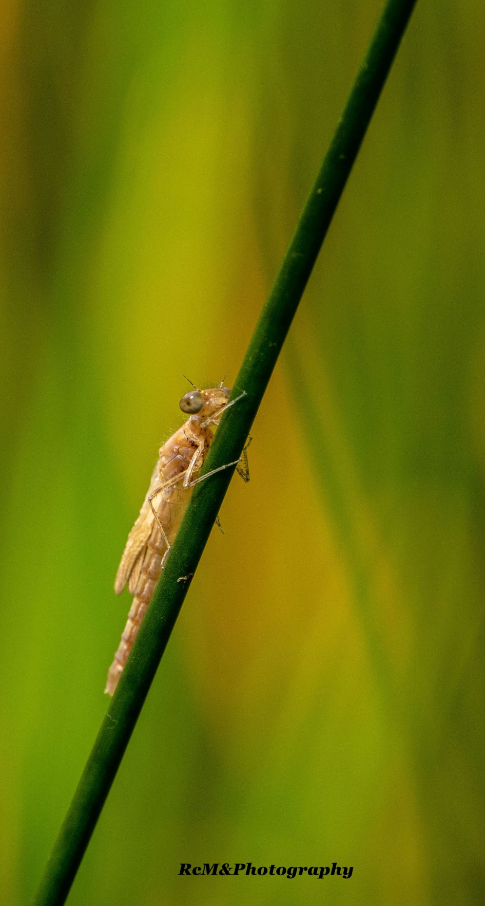 Libel. - Geleedpotigen - Libel.