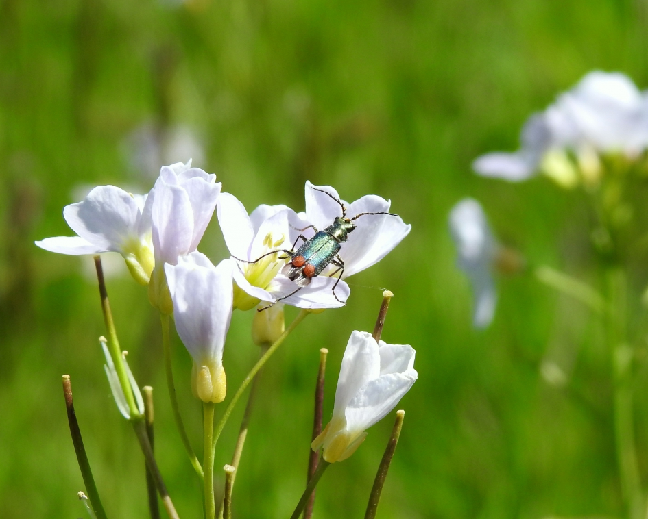 Liefhebber van zilte lucht - Geleedpotigen - Bloemweekschildkever