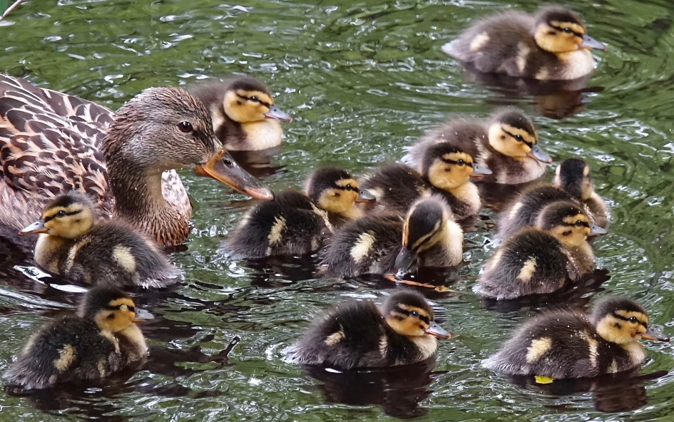 Ma met haar dozijn - Vogels - Wilde Eend