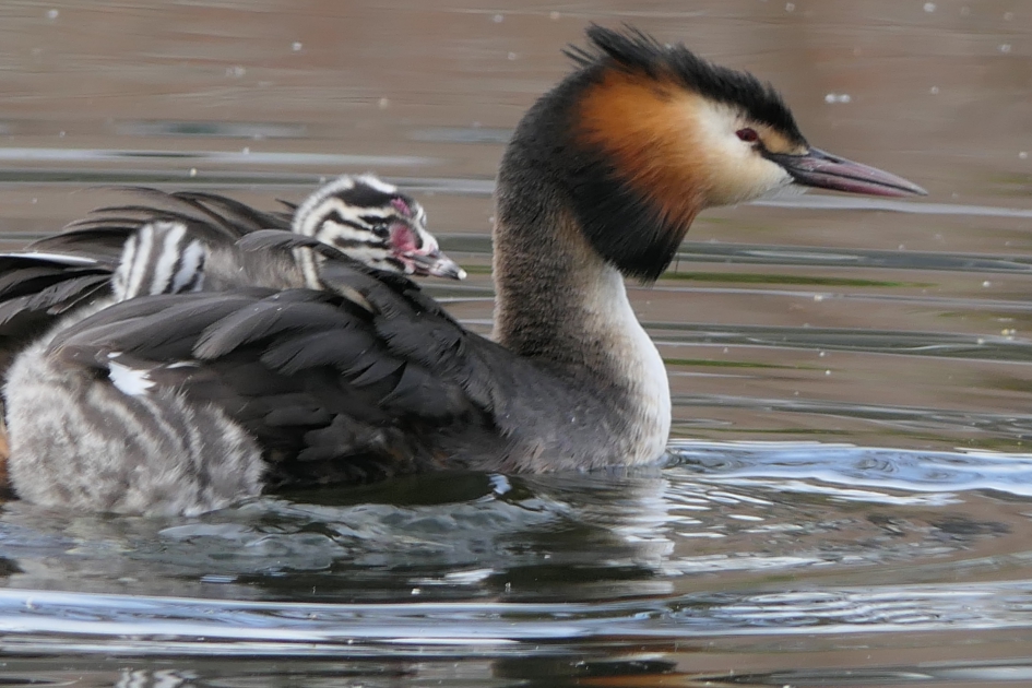 Mamma ik wil ook mee ! - Vogels - Fuut