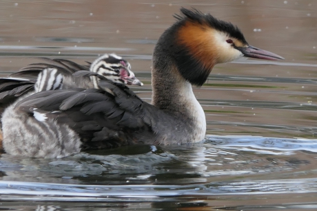 Mamma ik wil ook mee !