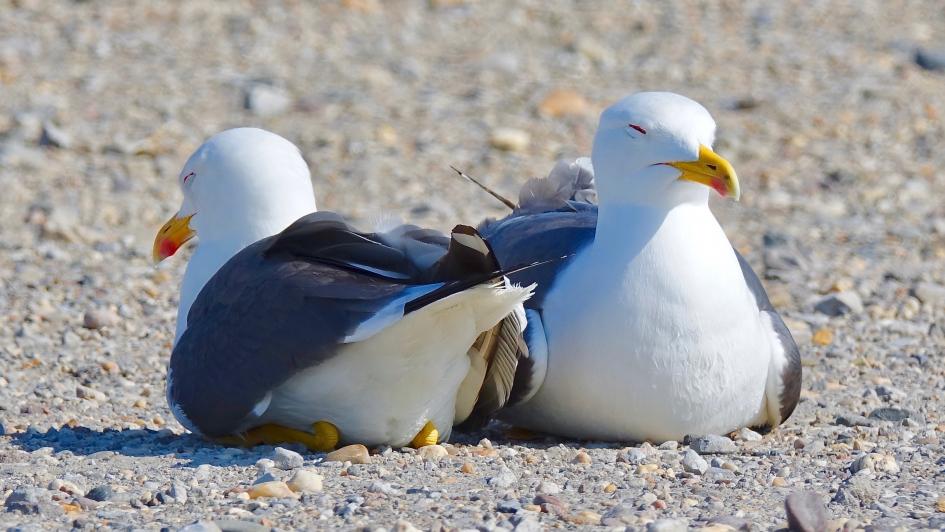 Manteltje manteltje - Vogels - Kleine Mantelmeeuw