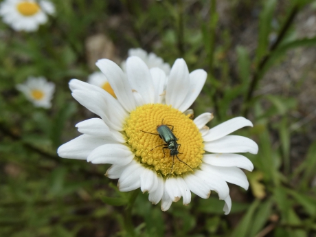 Margriet met bezoek