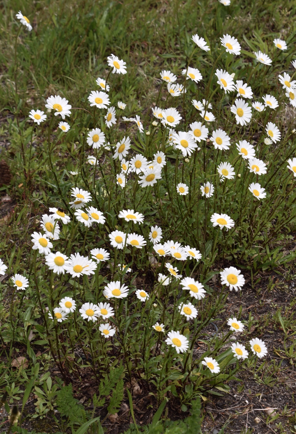 Margrieten - Planten - 